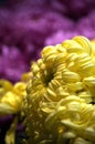 Beautiful chrysanthemum Royalty Free Stock Photo